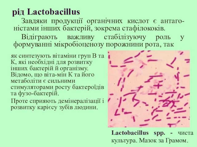 рід Lactobacillus як синтезують вітаміни груп В та К, які необхідні для