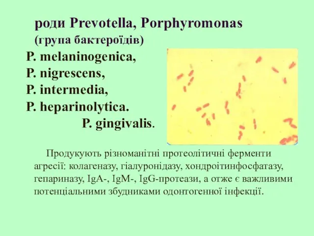 роди Prevotella, Porphyromonas (група бактероїдів) Продукують різноманітні протеолітичні ферменти агресії: колагеназу, гіалуронідазу,