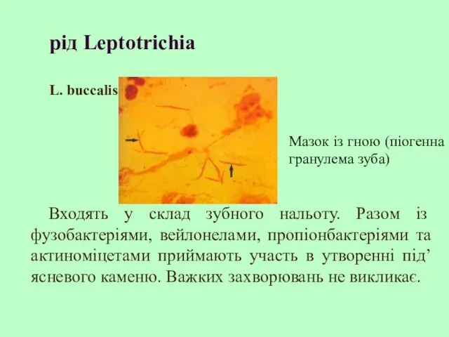 рід Leptotrichia L. buccalis Входять у склад зубного нальоту. Разом із фузобактеріями,