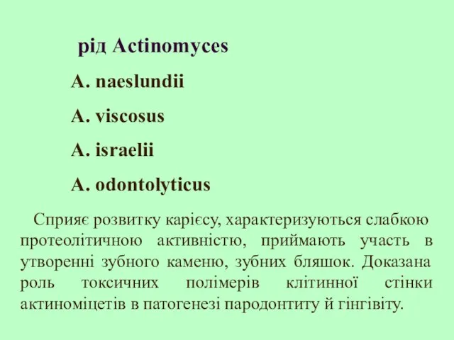 рід Actinomyces A. naeslundii A. viscosus А. israelii A. odontolyticus Cприяє розвитку