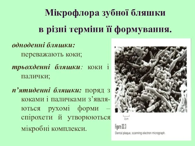 Мікрофлора зубної бляшки в різні терміни її формування. одноденні бляшки: переважають коки;