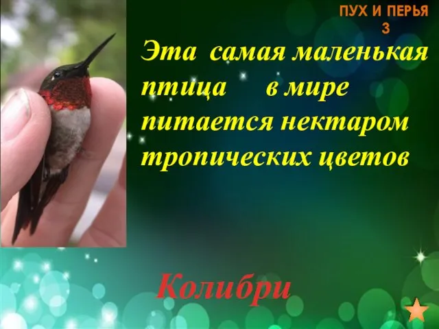 Эта самая маленькая птица в мире питается нектаром тропических цветов ПУХ И ПЕРЬЯ 3 Колибри