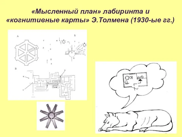 «Мысленный план» лабиринта и «когнитивные карты» Э.Толмена (1930-ые гг.)