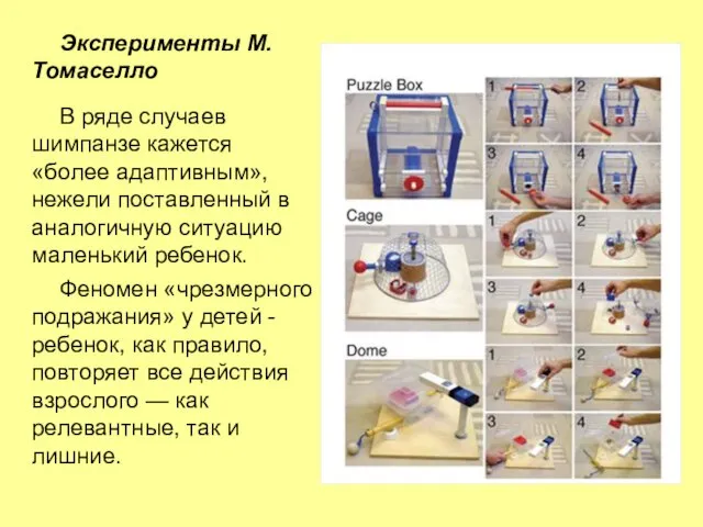 Эксперименты М.Томаселло В ряде случаев шимпанзе кажется «более адаптивным», нежели поставленный в