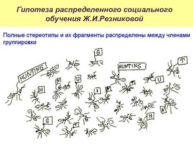 Гипотеза распределенного социального обучения Ж.И.Резниковой