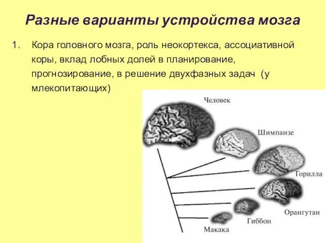 Разные варианты устройства мозга Кора головного мозга, роль неокортекса, ассоциативной коры, вклад