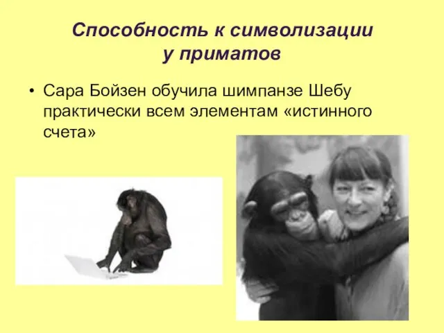Способность к символизации у приматов Сара Бойзен обучила шимпанзе Шебу практически всем элементам «истинного счета»