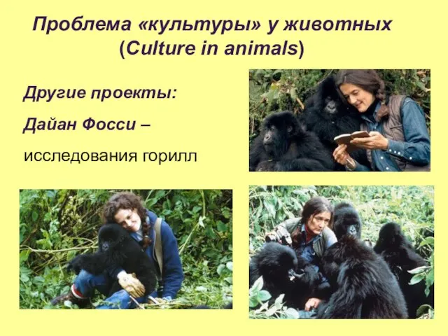 Проблема «культуры» у животных (Сulture in animals) Другие проекты: Дайан Фосси – исследования горилл