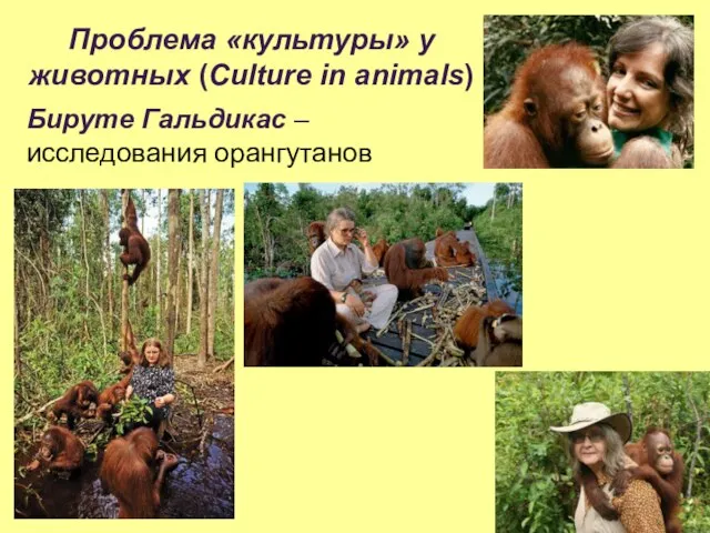 Проблема «культуры» у животных (Сulture in animals) Бируте Гальдикас – исследования орангутанов
