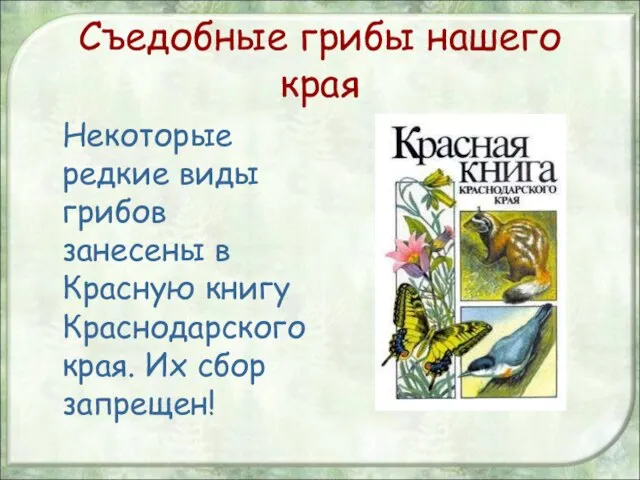 Съедобные грибы нашего края Некоторые редкие виды грибов занесены в Красную книгу