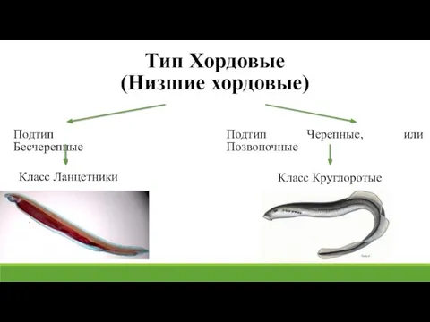 Тип Хордовые (Низшие хордовые) Подтип Бесчерепные Подтип Черепные, или Позвоночные Класс Ланцетники Класс Круглоротые