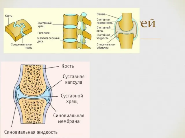 Соединения костей