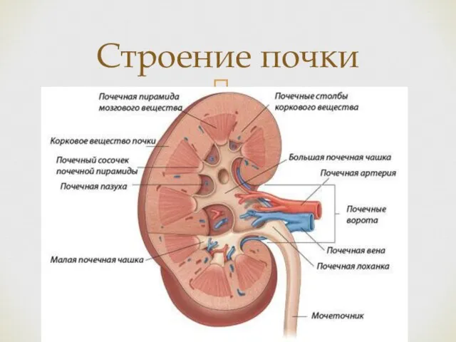 Строение почки