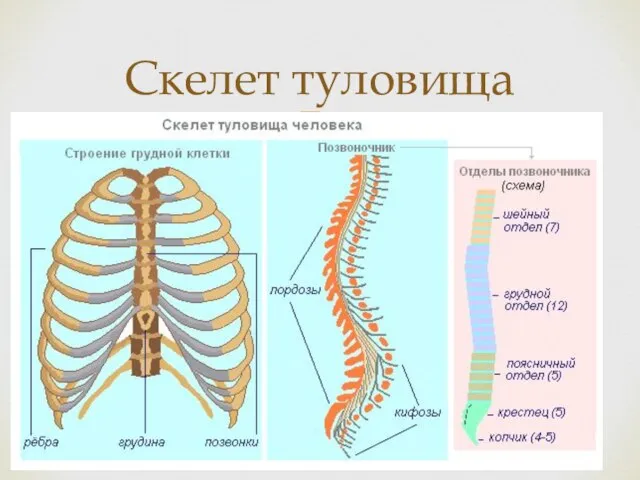 Скелет туловища