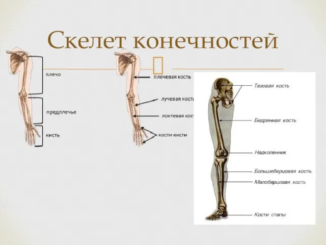 Скелет конечностей