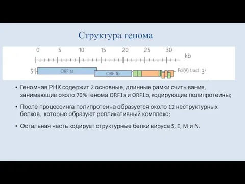 Структура генома Геномная РНК содержит 2 основные, длинные рамки считывания, занимающие около