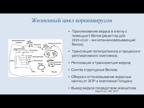 Жизненный цикл коронавирусов Проникновение вируса в клетку с помощью S белка (рецептор