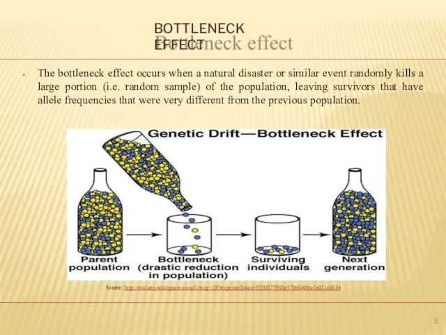 BOTTLENECK EFFECT The bottleneck effect occurs when a natural disaster or similar
