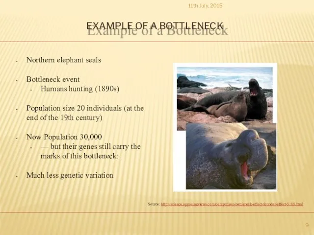 EXAMPLE OF A BOTTLENECK 11th July, 2015 Northern elephant seals Bottleneck event
