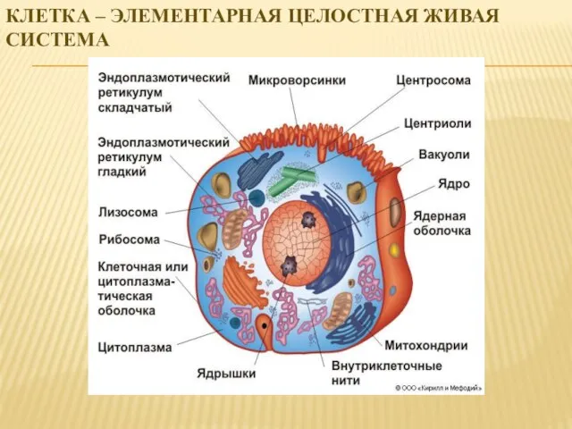 КЛЕТКА – ЭЛЕМЕНТАРНАЯ ЦЕЛОСТНАЯ ЖИВАЯ СИСТЕМА