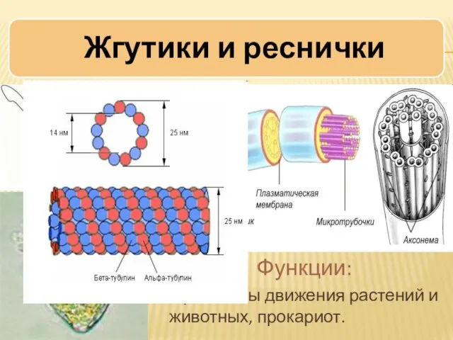 Функции: Органоиды движения растений и животных, прокариот.