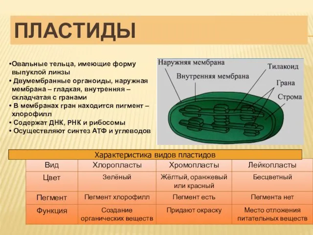 ПЛАСТИДЫ Характеристика видов пластидов Овальные тельца, имеющие форму выпуклой линзы Двумембранные органоиды,