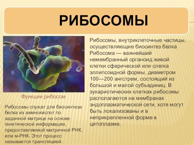 Функции рибосом Рибосомы, внутриклеточные частицы, осуществляющие биосинтез белка Рибосома — важнейший немембранный