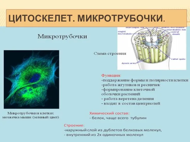 ЦИТОСКЕЛЕТ. МИКРОТРУБОЧКИ.