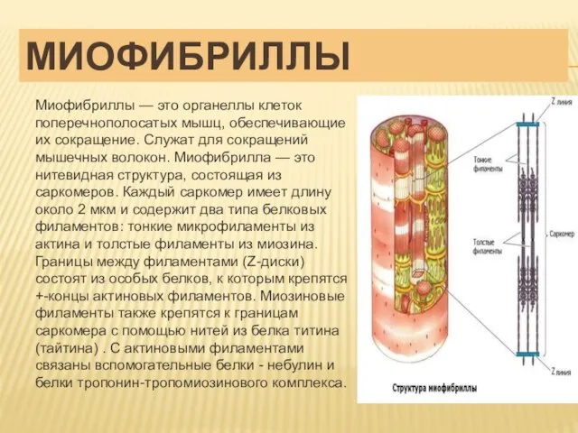 МИОФИБРИЛЛЫ Миофибриллы — это органеллы клеток поперечнополосатых мышц, обеспечивающие их сокращение. Служат