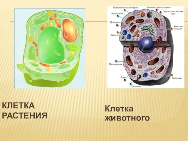 Клетка животного КЛЕТКА РАСТЕНИЯ