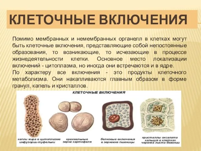 КЛЕТОЧНЫЕ ВКЛЮЧЕНИЯ Помимо мембранных и немембранных органелл в клетках могут быть клеточные