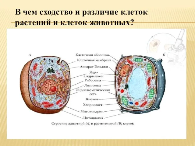 В чем сходство и различие клеток растений и клеток животных?