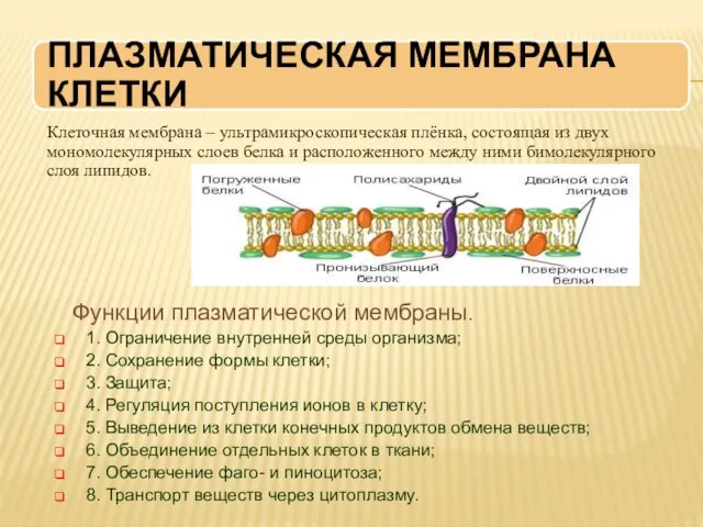 Клеточная мембрана – ультрамикроскопическая плёнка, состоящая из двух мономолекулярных слоев белка и