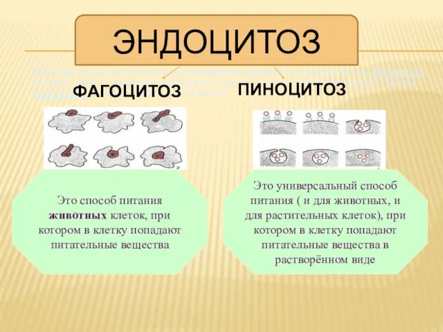 Крупные молекулы белков и полисахаридов проникают в клетку путем фагоцитоза (от греч.