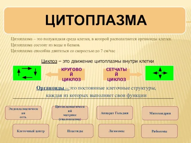 Органоиды – это постоянные клеточные структуры, каждая из которых выполняет свои функции