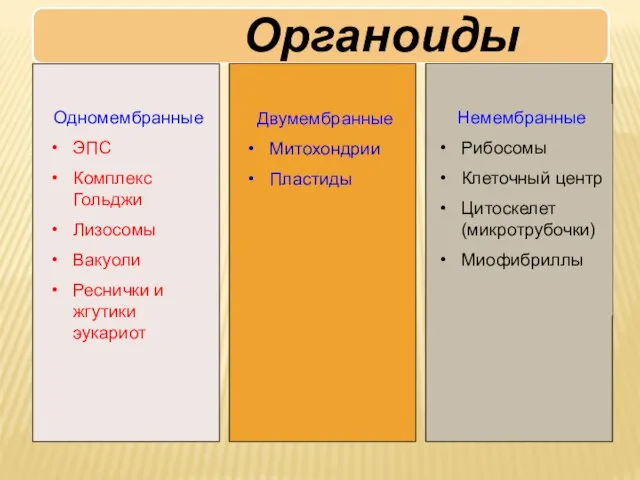 Одномембранные ЭПС Комплекс Гольджи Лизосомы Вакуоли Реснички и жгутики эукариот Двумембранные Митохондрии