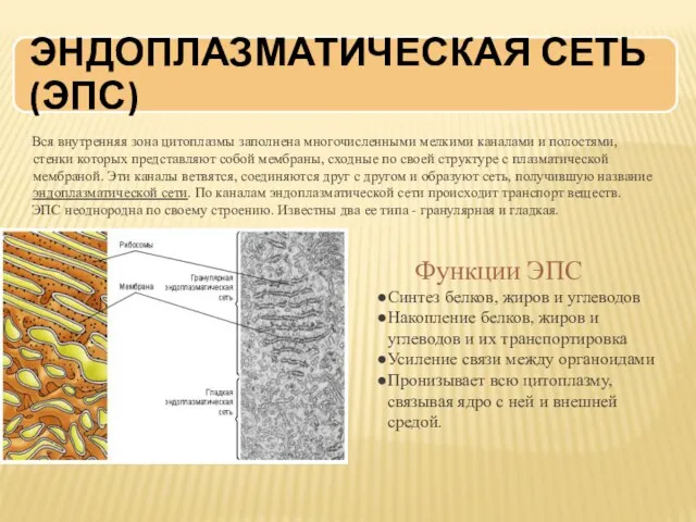 Функции ЭПС Синтез белков, жиров и углеводов Накопление белков, жиров и углеводов