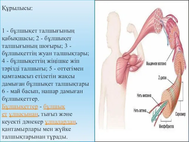 Құрылысы: 1 - бұлшықет талшығының қабықшасы; 2 - бұлшықет талшығының шоғыры; 3