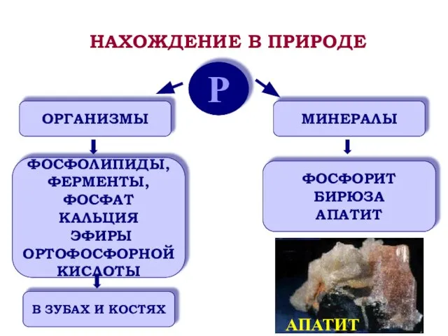 Р ОРГАНИЗМЫ МИНЕРАЛЫ ФОСФОЛИПИДЫ, ФЕРМЕНТЫ, ФОСФАТ КАЛЬЦИЯ ЭФИРЫ ОРТОФОСФОРНОЙ КИСЛОТЫ В ЗУБАХ