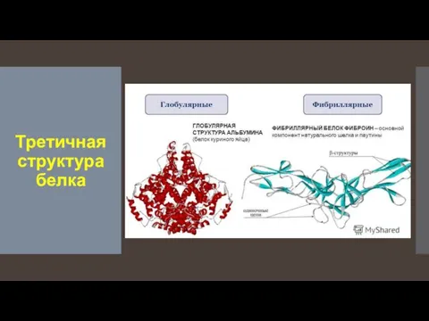 Третичная структура белка