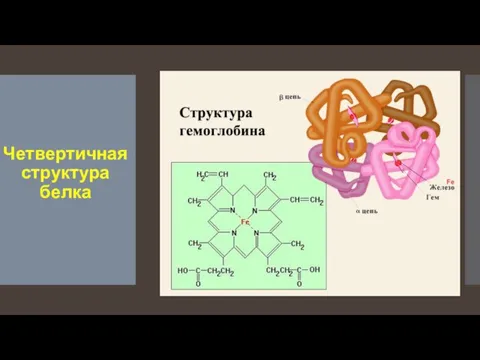 Четвертичная структура белка