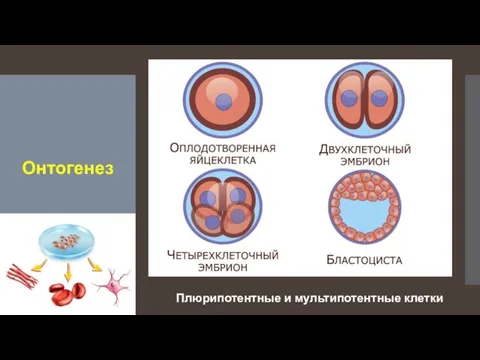 Онтогенез Плюрипотентные и мультипотентные клетки