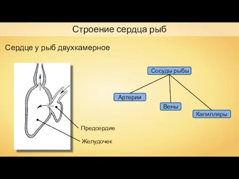 Предсердие Желудочек Строение сердца рыб Сердце у рыб двухкамерное Сосуды рыбы Вены Артерии Капилляры