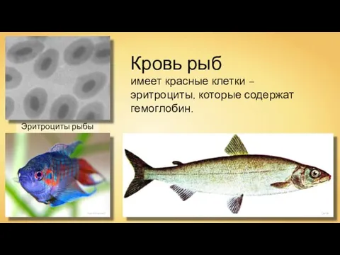Эритроциты рыбы André Karwath Кровь рыб имеет красные клетки – эритроциты, которые содержат гемоглобин. Quibik