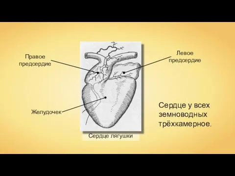 Сердце лягушки Желудочек Правое предсердие Левое предсердие Сердце у всех земноводных трёхкамерное.