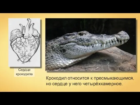 Сердце крокодила Крокодил относится к пресмыкающимся, но сердце у него четырёхкамерное. Atamari