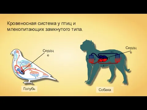 Сердце Vladlen666 Сердце Голубь Собака Кровеносная система у птиц и млекопитающих замкнутого типа.