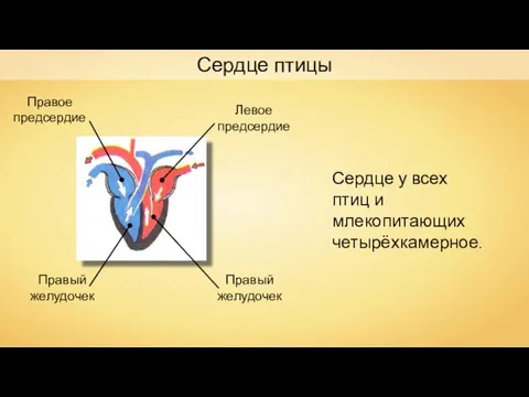 Сердце птицы Правый желудочек Правое предсердие Левое предсердие Правый желудочек Сердце у