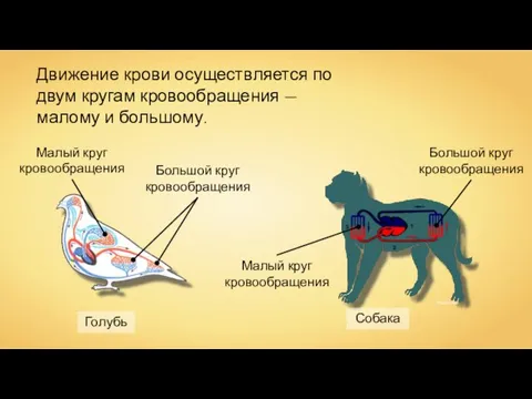 Малый круг кровообращения Vladlen666 Голубь Собака Движение крови осуществляется по двум кругам