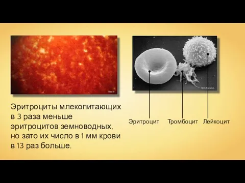 Bina-9 NCI-Frederick Эритроциты млекопитающих в 3 раза меньше эритроцитов земноводных, но зато